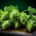 A Comprehensive Guide to Hops for Home Brewing Enthusiasts